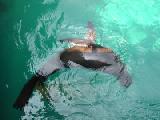 sea lion water ballet